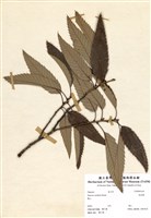 藏品(栓皮櫟)的圖片